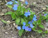 род Omphalodes