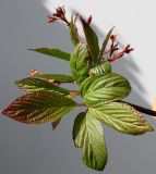 Viburnum × bodnantense