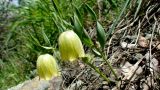 Fritillaria kurdica