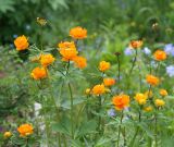 Trollius asiaticus. Цветущие растения. Московская обл., дачный участок. 30.05.2008.