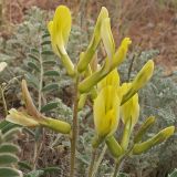 Astragalus longipetalus