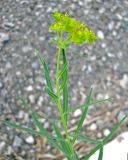 Euphorbia virgata. Верхняя часть побега с соцветием. Зап. Крым, г. Саки, территория детского оздоровительного лагеря \"Прибрежный\". 30.08.2011.