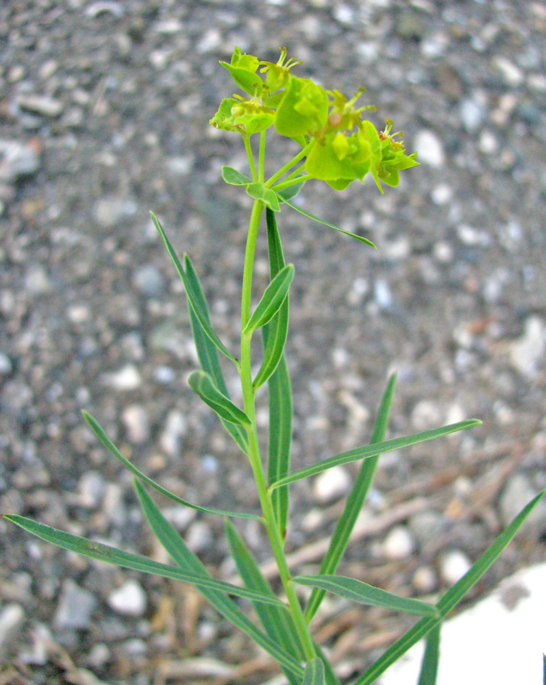 Изображение особи Euphorbia virgata.