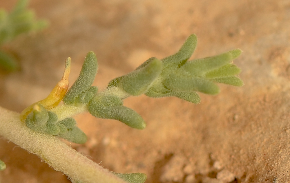 Изображение особи Salsola cyclophylla.