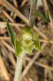 Epipactis microphylla. Цветок. Крым, южный берег, окр. Алупки, сосновый лес. 2 июня 2012 г.