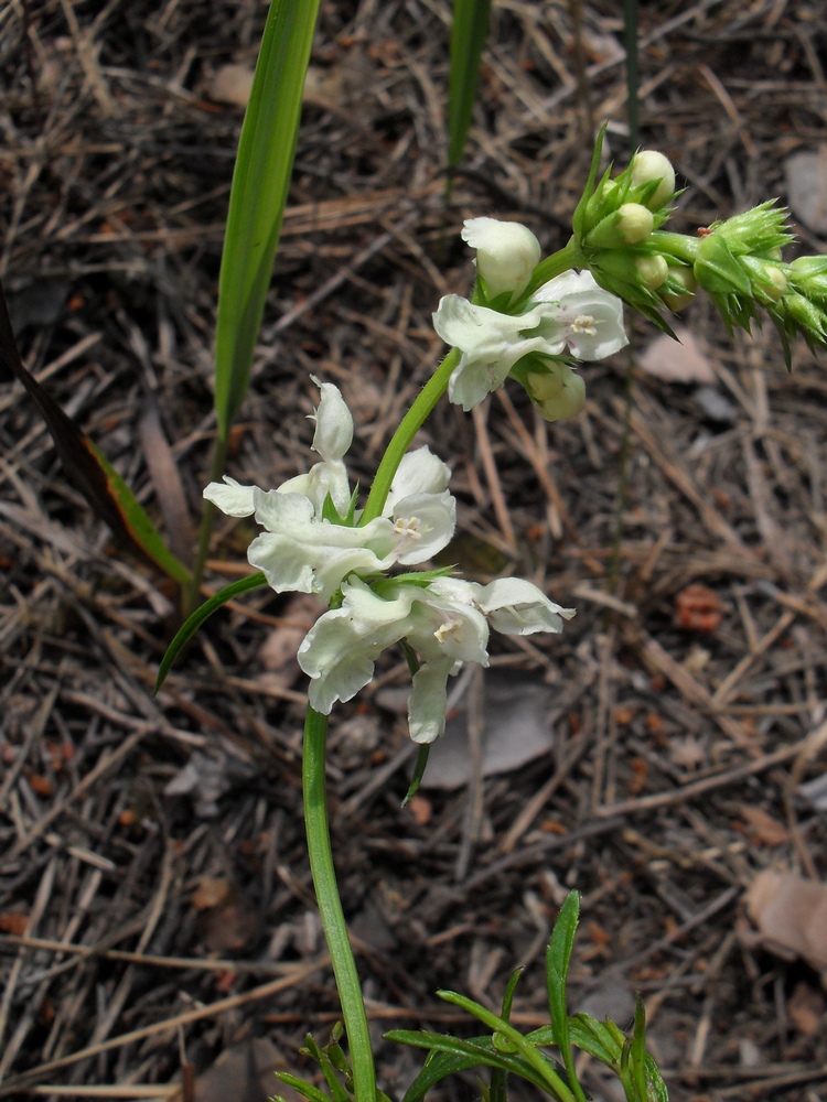 Image of Stachys krynkensis specimen.