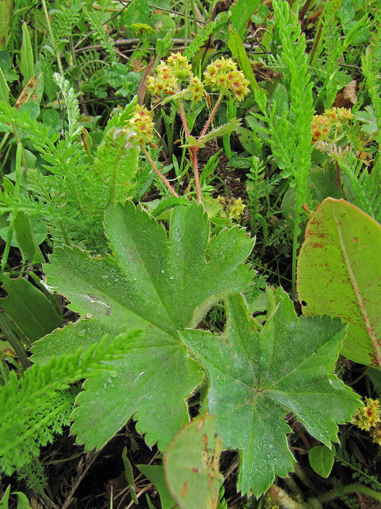 Изображение особи Alchemilla hirsuticaulis.