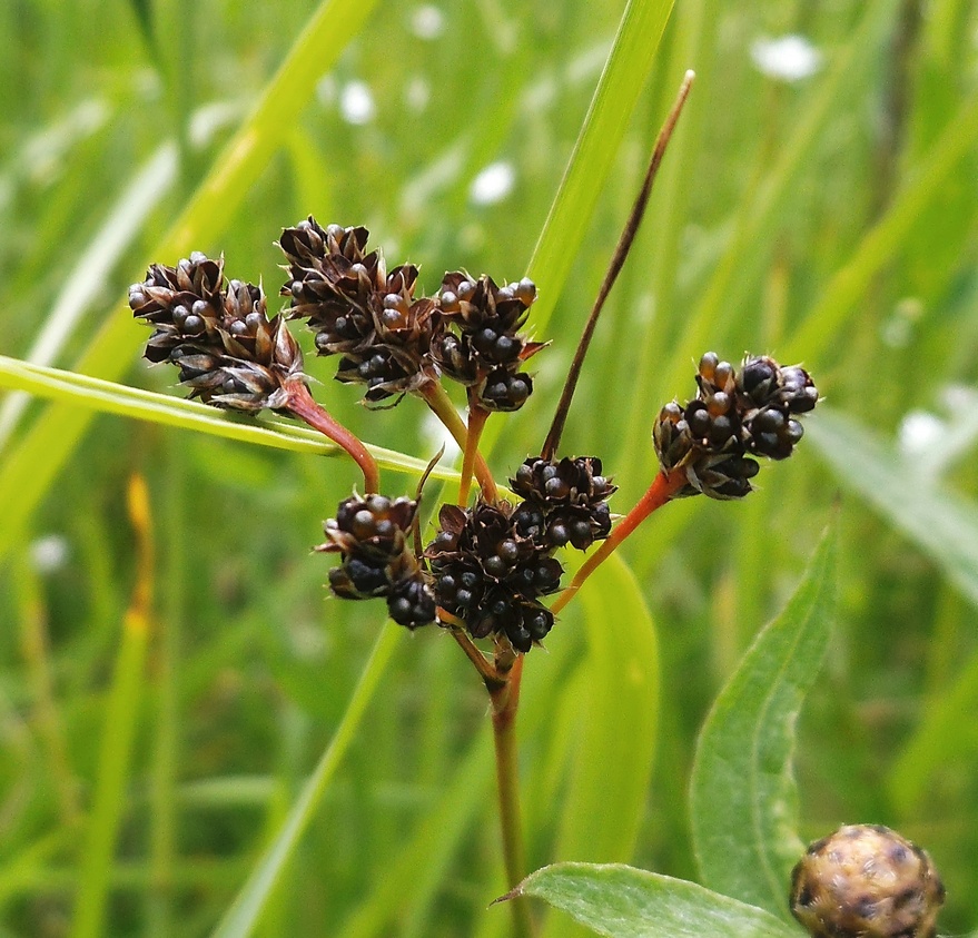 Изображение особи Luzula multiflora.