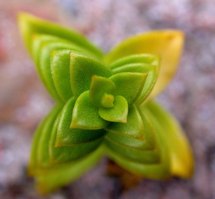 Image of Honckenya peploides specimen.