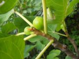Ficus carica. Верхушка ветви белого инжира с завязавшимися соплодиями. Крым, г. Ялта, в культуре. 2 июля 2012 г.
