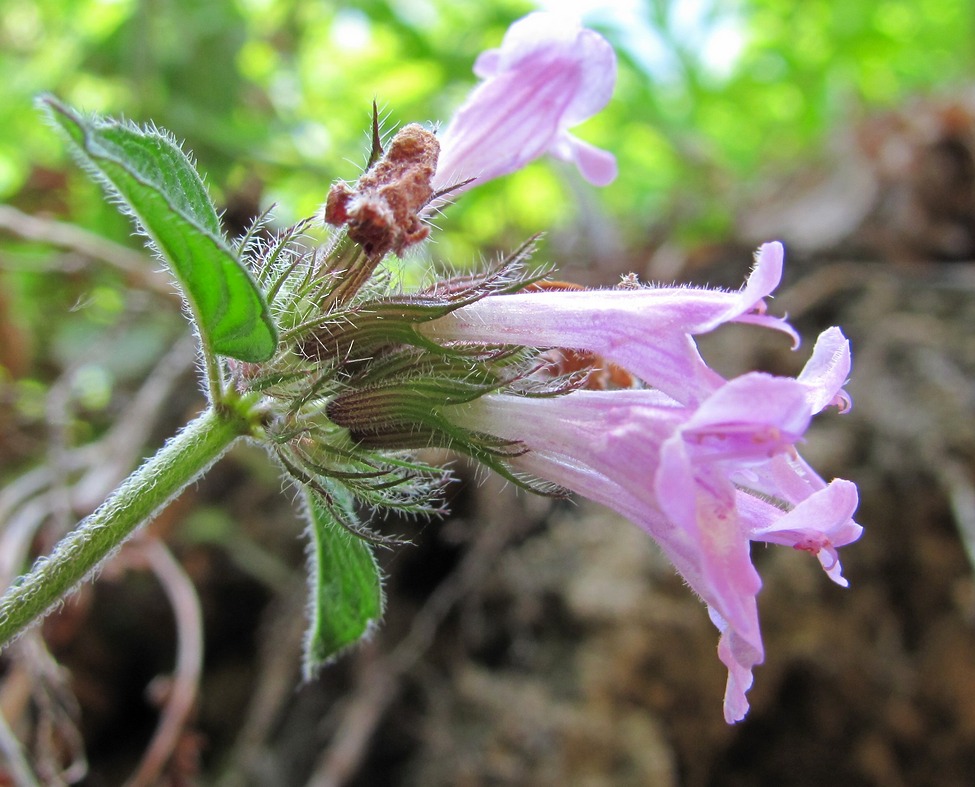 Image of Clinopodium caucasicum specimen.