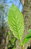 Salix myrsinifolia