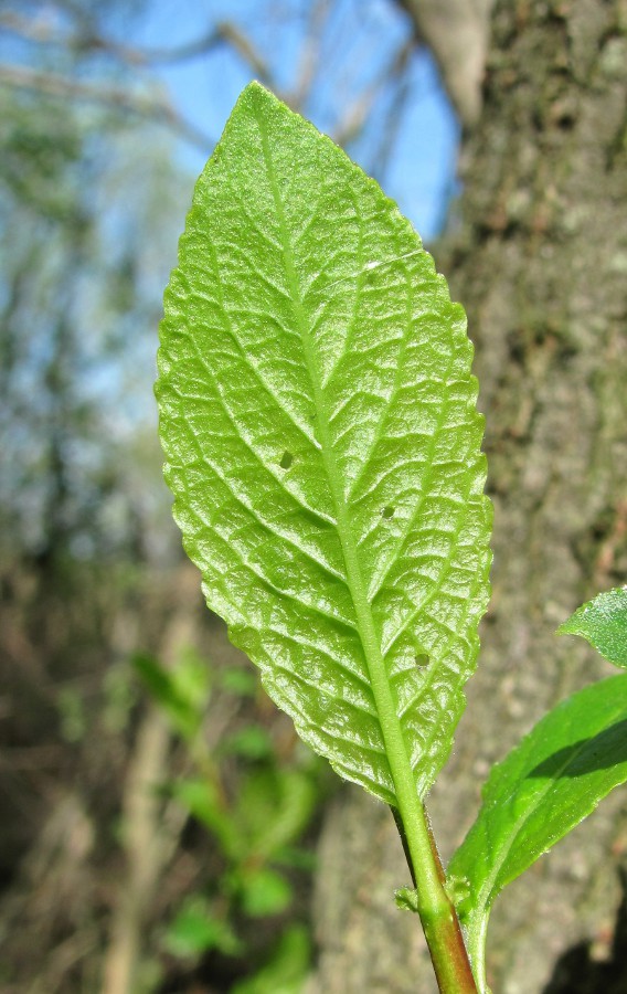 Image of Salix myrsinifolia specimen.