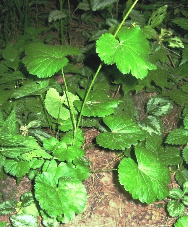 Изображение особи Pimpinella tripartita.