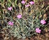 Dianthus uralensis