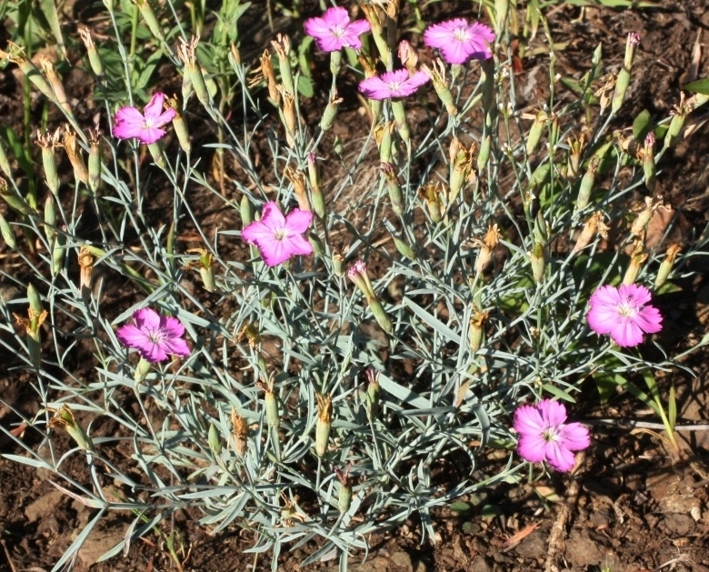 Изображение особи Dianthus uralensis.