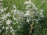 Clematis lathyrifolia