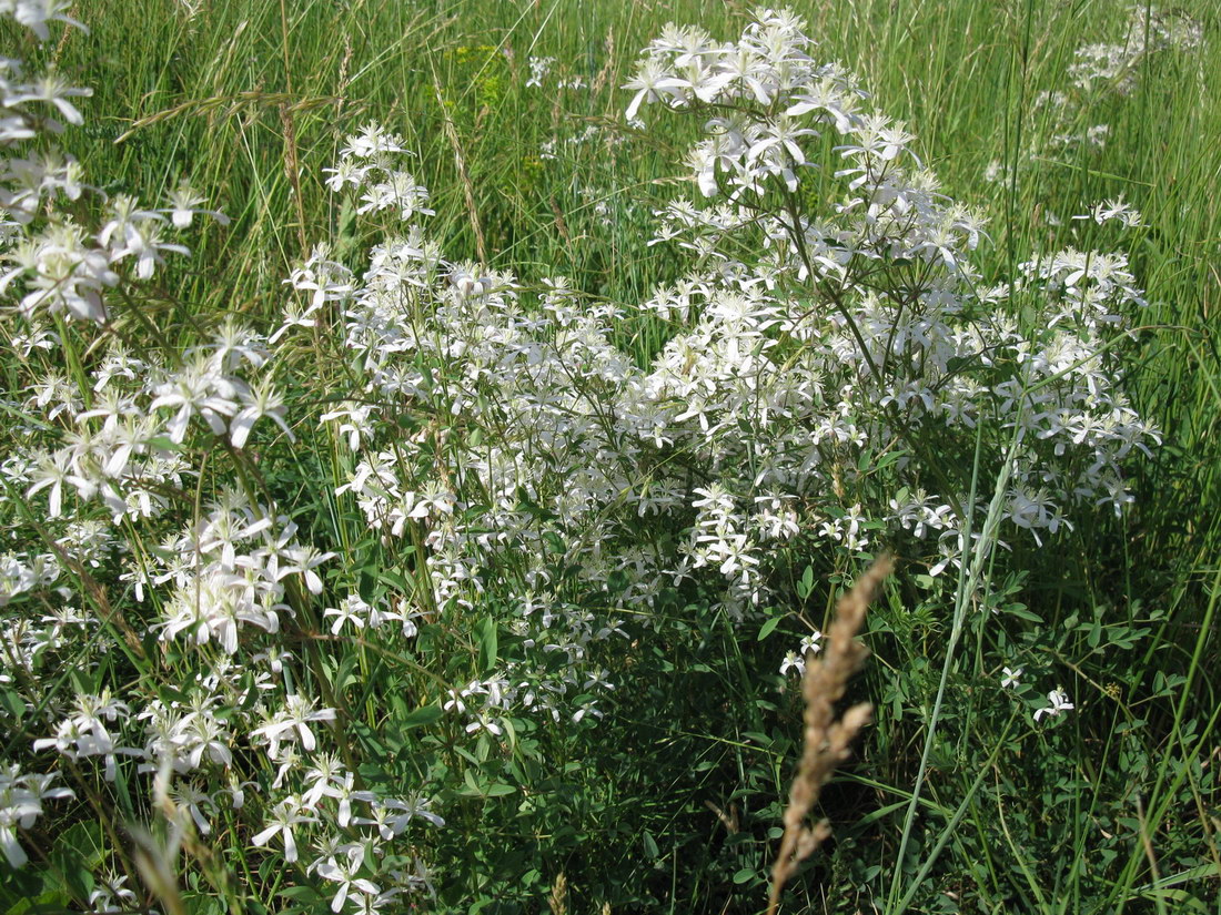 Image of Clematis lathyrifolia specimen.