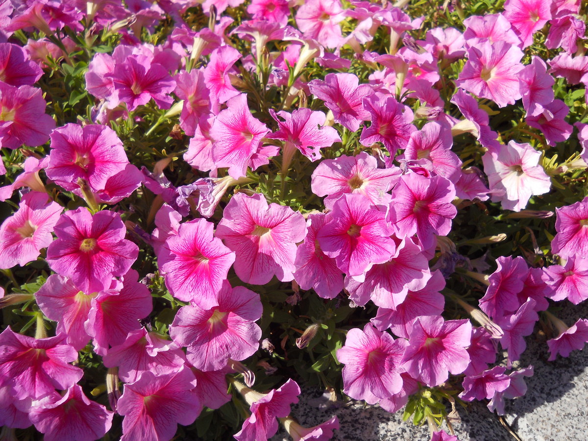 Изображение особи Petunia × atkinsiana.