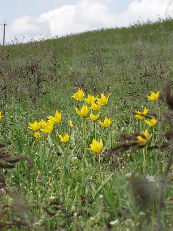 Изображение особи Tulipa biebersteiniana.