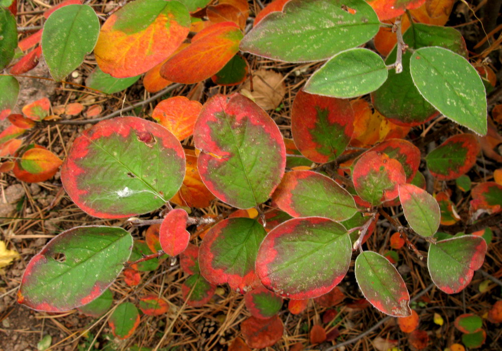 Image of Cotoneaster melanocarpus specimen.