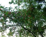 Malus prunifolia. Часть кроны плодоносящего дерева. Австрия, Вена, парк Зигмунд-Фройд. 10.09.2012.