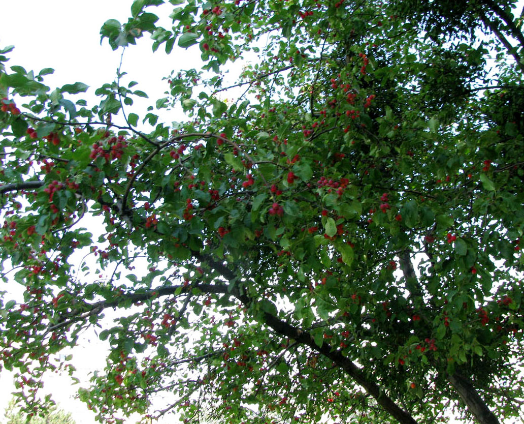 Image of Malus prunifolia specimen.