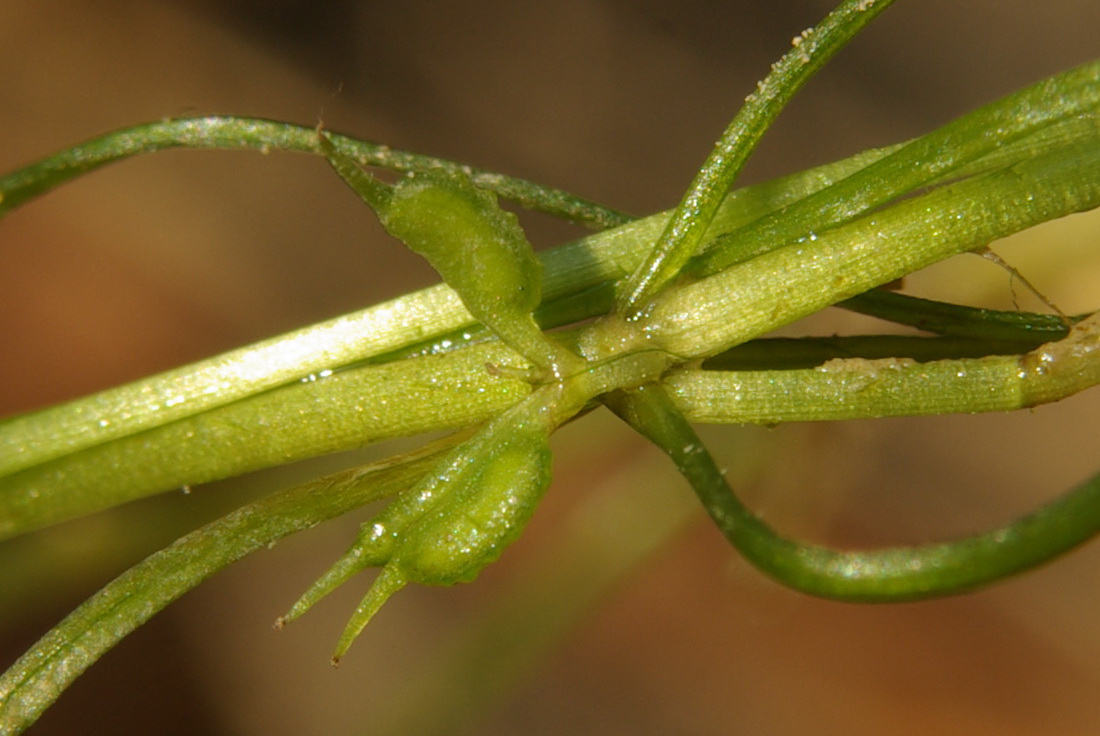 Image of Zannichellia pedunculata specimen.