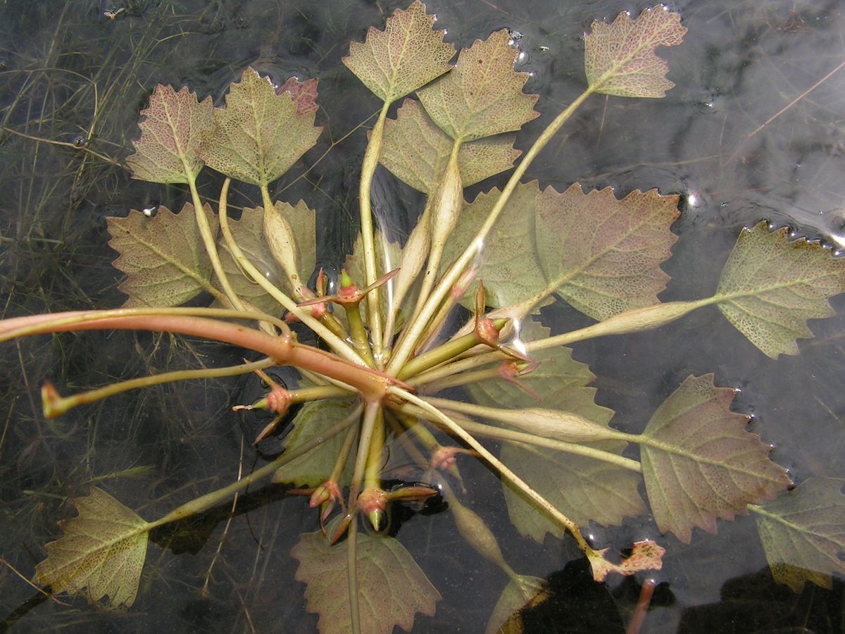 Image of Trapa pseudincisa specimen.