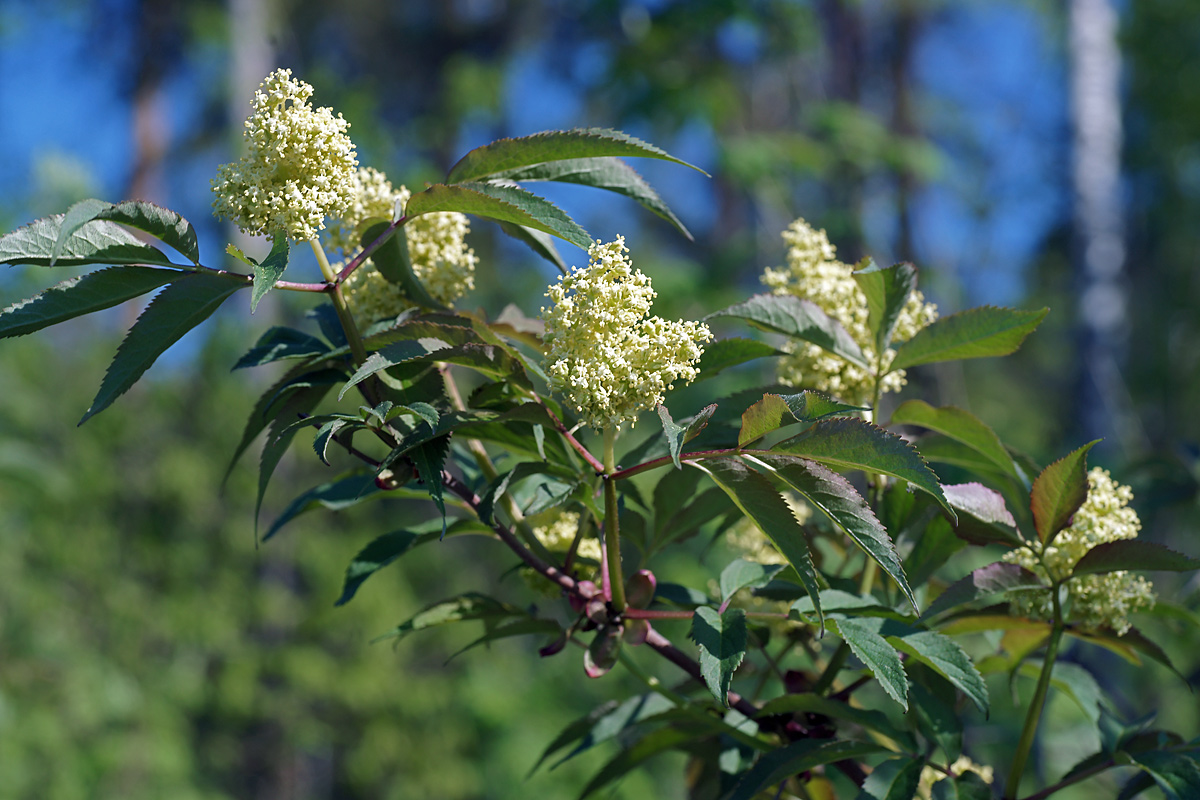 Изображение особи Sambucus racemosa.