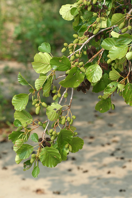 Изображение особи Alnus glutinosa.