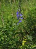 Veronica teucrium