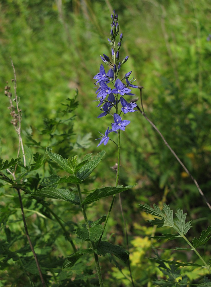 Изображение особи Veronica teucrium.