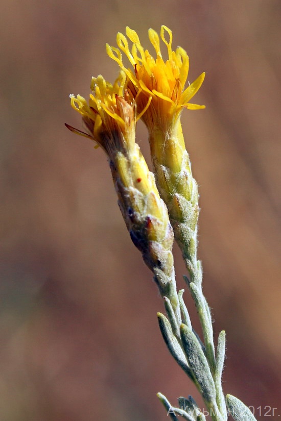 Image of Galatella villosa specimen.