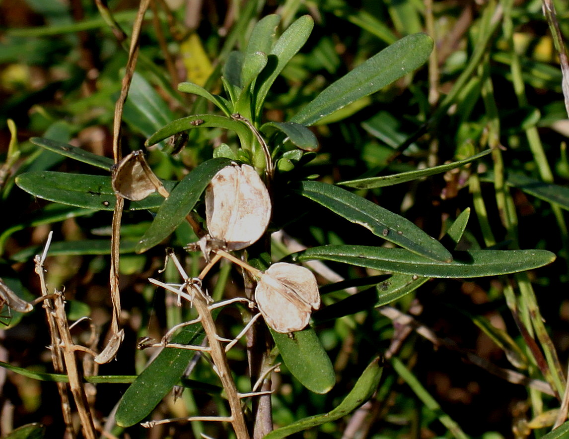 Image of Iberis sempervirens specimen.