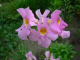 Incarvillea delavayi