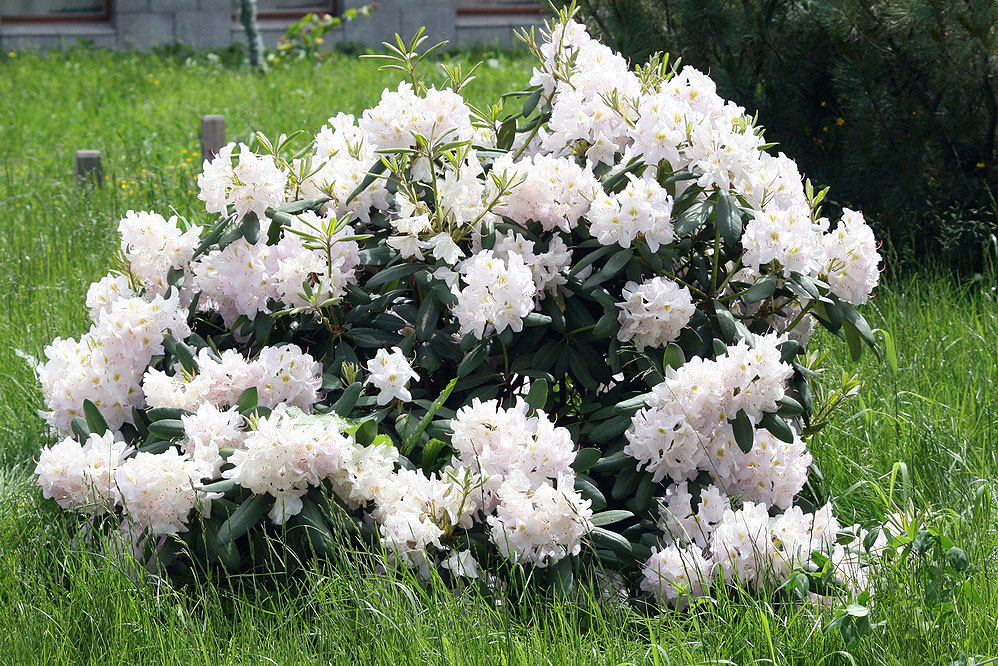 Изображение особи род Rhododendron.