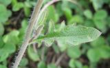 Arabidopsis arenosa