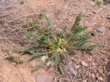 genus Astragalus