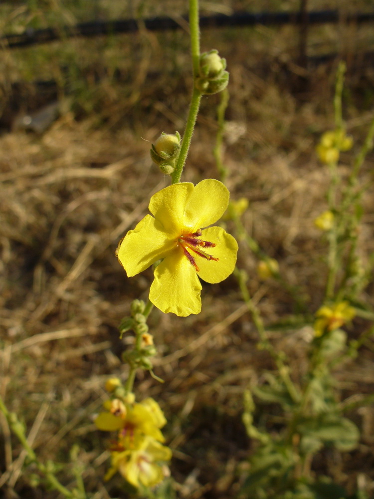 Image of Verbascum sinuatum specimen.