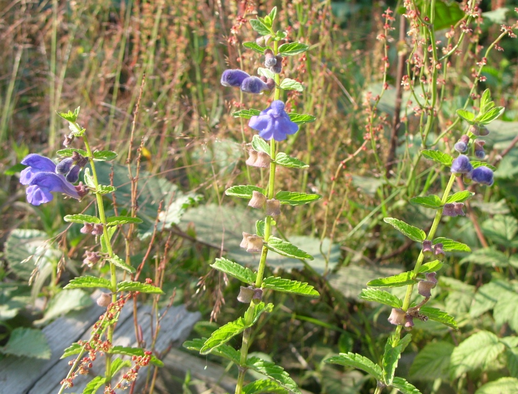 Изображение особи Scutellaria tuminensis.