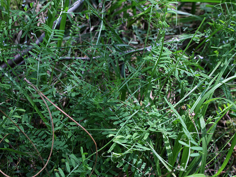 Изображение особи Vicia hirsuta.
