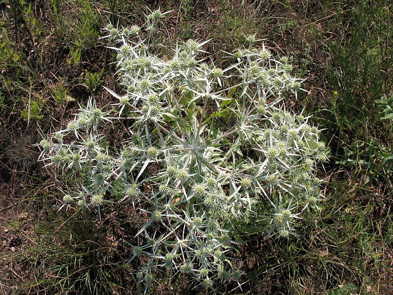 Image of Eryngium campestre specimen.
