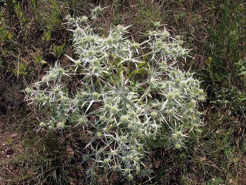 Изображение особи Eryngium campestre.