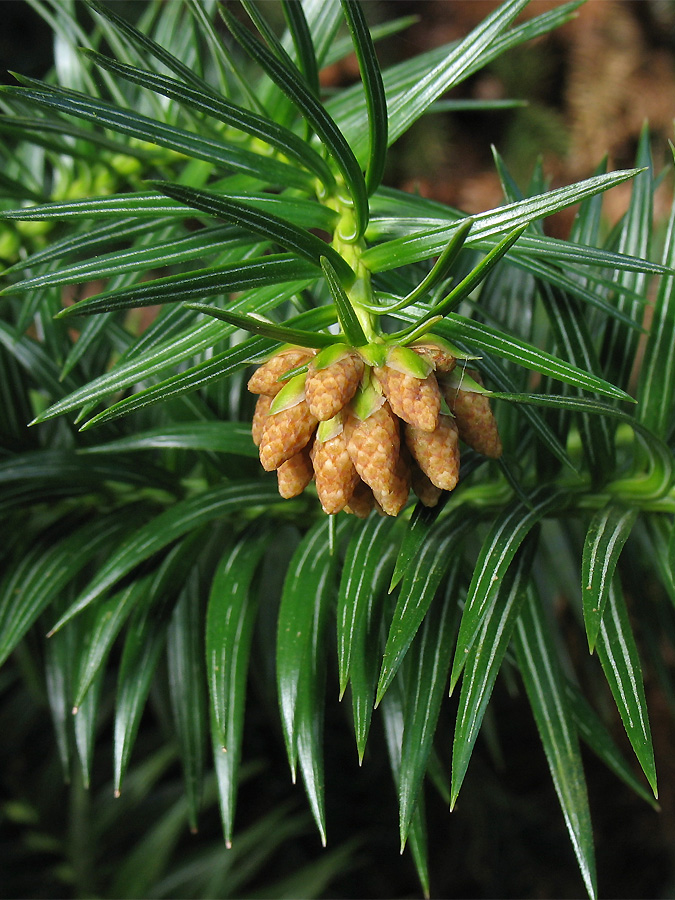 Изображение особи Cunninghamia lanceolata.