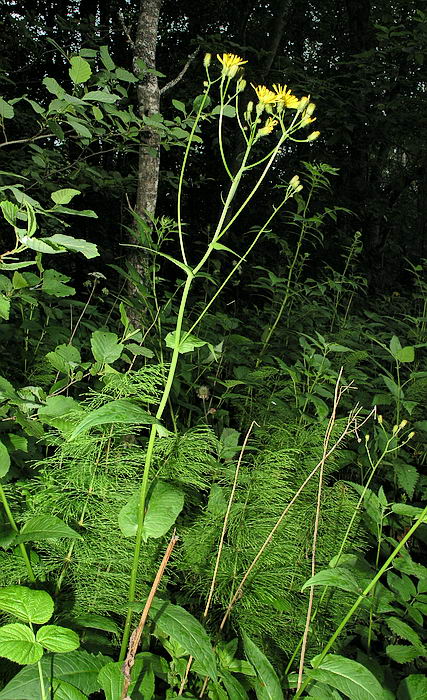 Изображение особи Crepis paludosa.