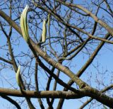 Magnolia macrophylla