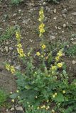 Verbascum laxum. Цветущее растение. Нагорный Карабах, Шаумянский р-н, ущелье р. Тартар. 08.05.2013.
