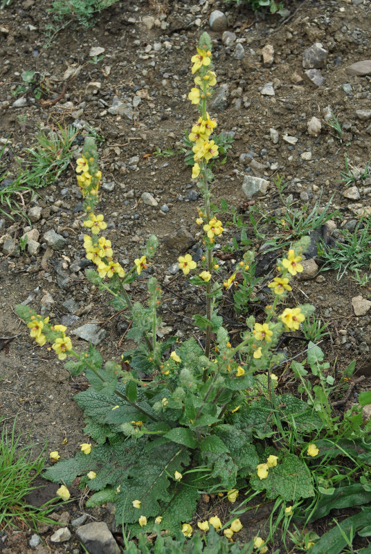 Изображение особи Verbascum laxum.