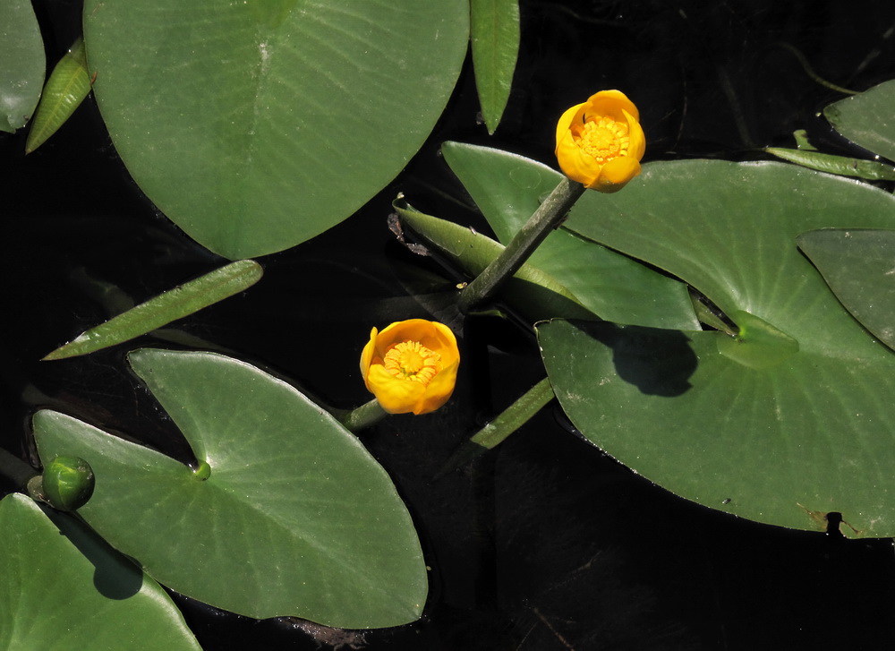 Image of Nuphar pumila specimen.